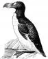 Profile picture for user Great Auk