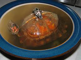 turtle soup.jpg
