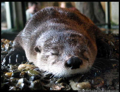 aquarium-otter-sleeping-large.jpg