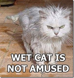 1.wet.cat.is.not.amused[1]