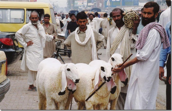 pakistan-2004.1098179760.shepherd