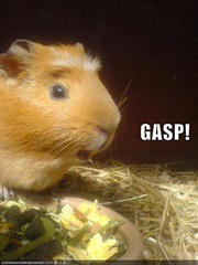funny-pictures-gasp-hamster