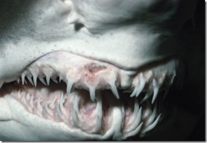 shark-teeth-1[1]