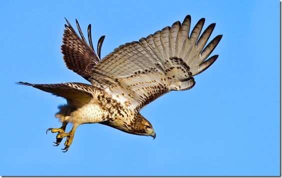 red_tailed_hawk_1[1]