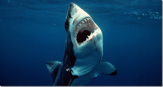 101202-great-white-shark-hmed-755a[1]
