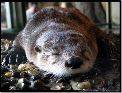 Image result for henri the otter of ennui