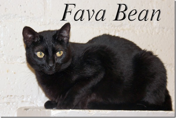 Fava-Bean-12070-C3-5