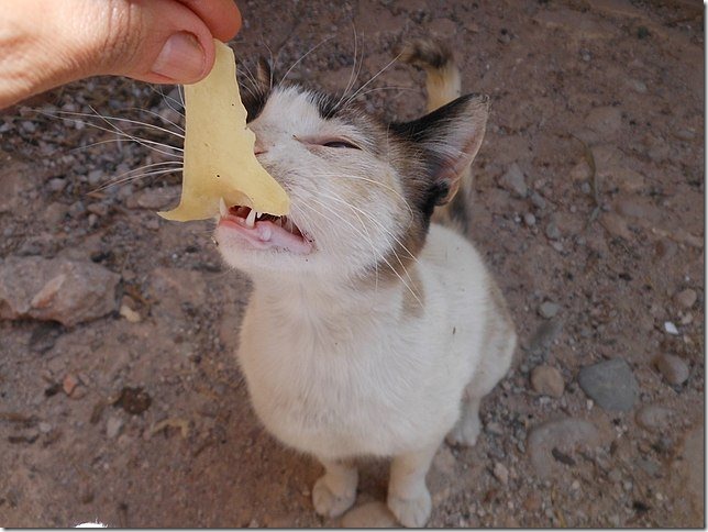cat-eating-cheese