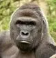Profile picture for user Harambe
