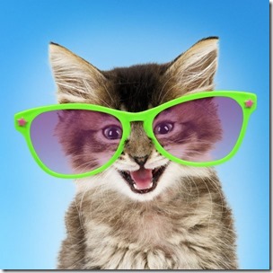 tabby-kitten-cat-wearing-giant-green-fun-glasses-13437953