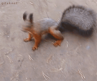 Excited Squirrel.gif