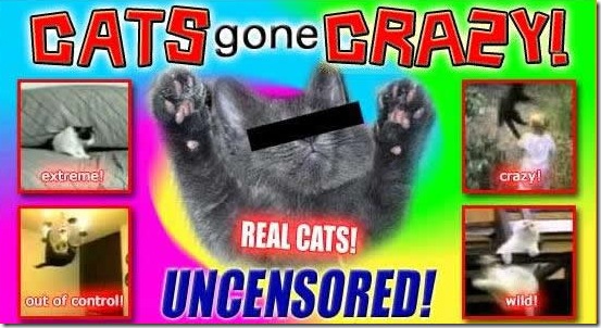 cats-gone-wild