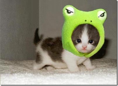 cute-kitty-frog-costume