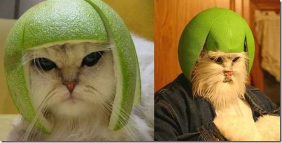 grapefruit-cat-costume