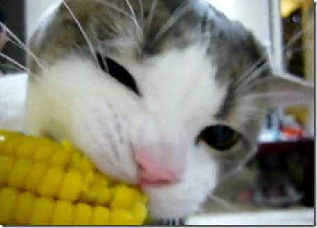 cat_eating_corn[1]