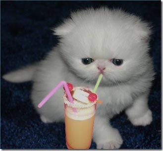 cocktail-kitten