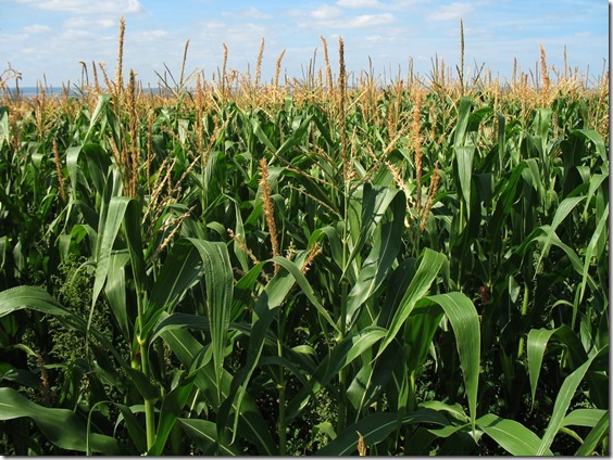 Corn-Field
