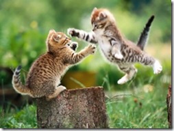 cat-fight[1]